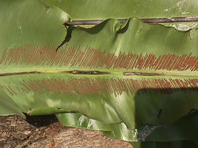 birdsnf.JPG (61231 bytes)