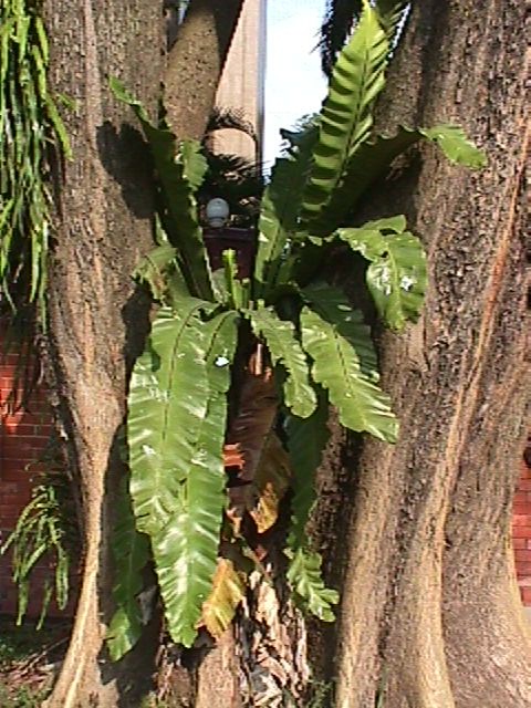 Birdsnf1.JPG (118669 bytes)